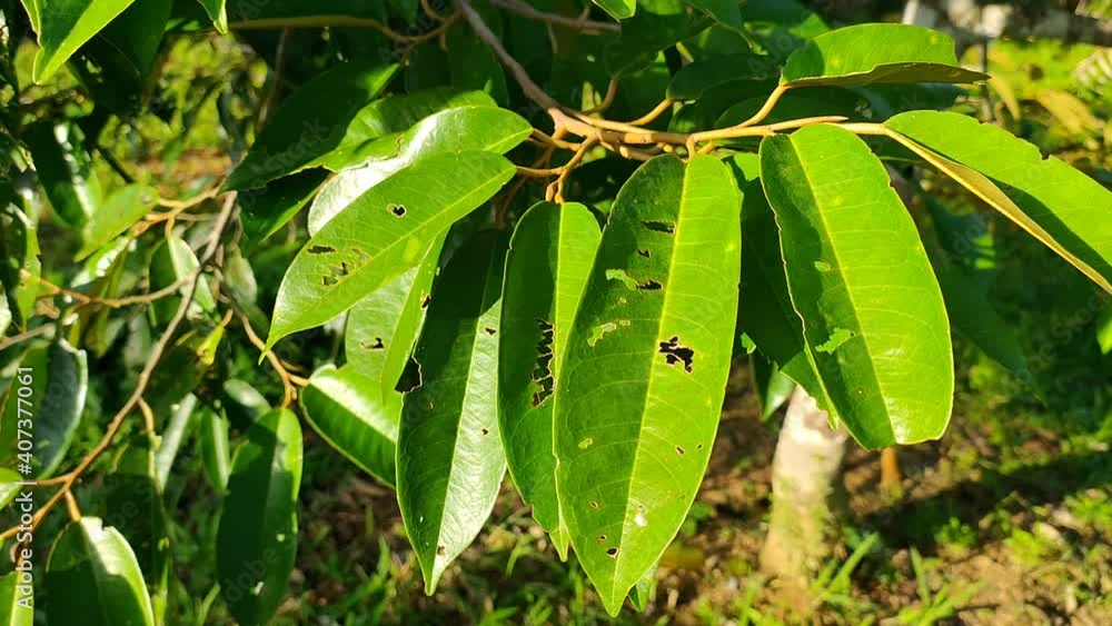 durian leaf (Durio zibethinus) in the morning durian leaf (Durio zibethinus) in the morning