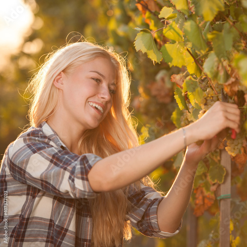 Obraz na plátně Woman picking grape during wine harvest in vineyard on late autumn afternoon