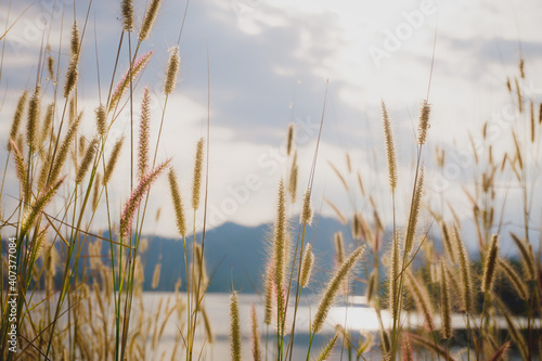 reeds in the water