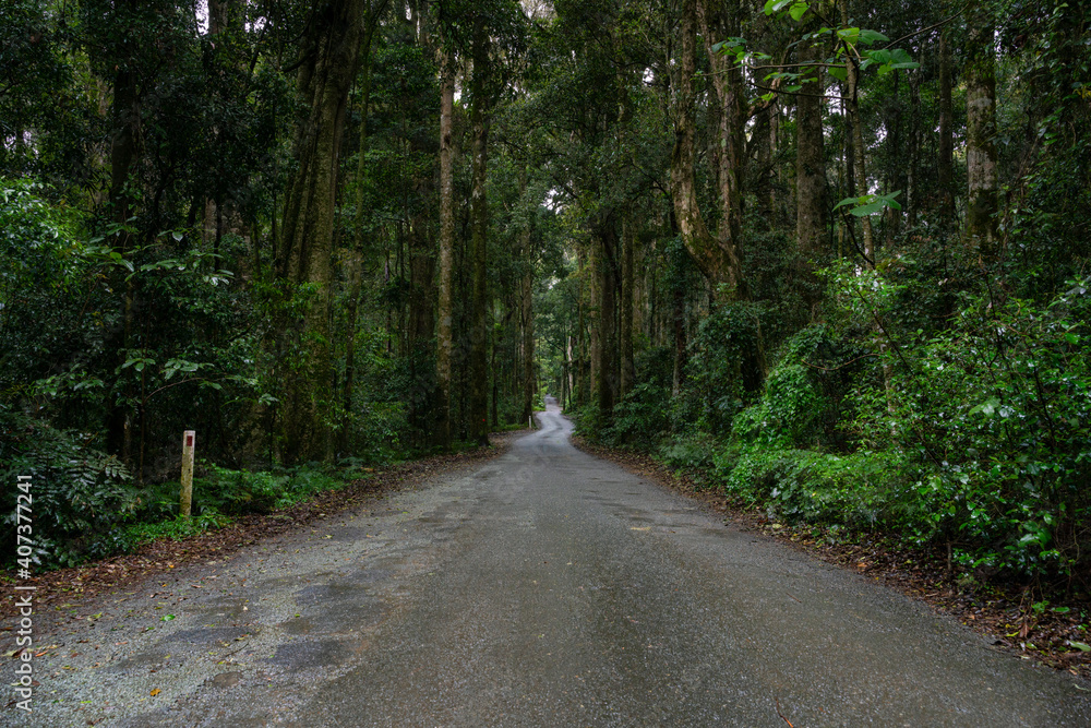 Narrow country road through the rain forest Narrow country road through the rain forest