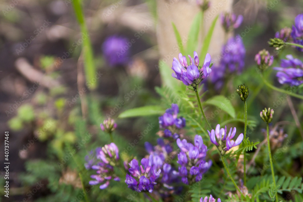 Floral summer background, soft focus. Blooming meadow porridge. Blurred background.