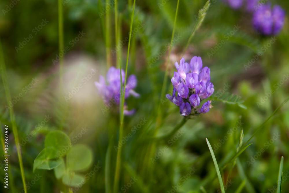 Floral summer background, soft focus. Blooming meadow porridge. Blurred background. Floral summer background, soft focus. Blooming meadow porridge. Blurred background.