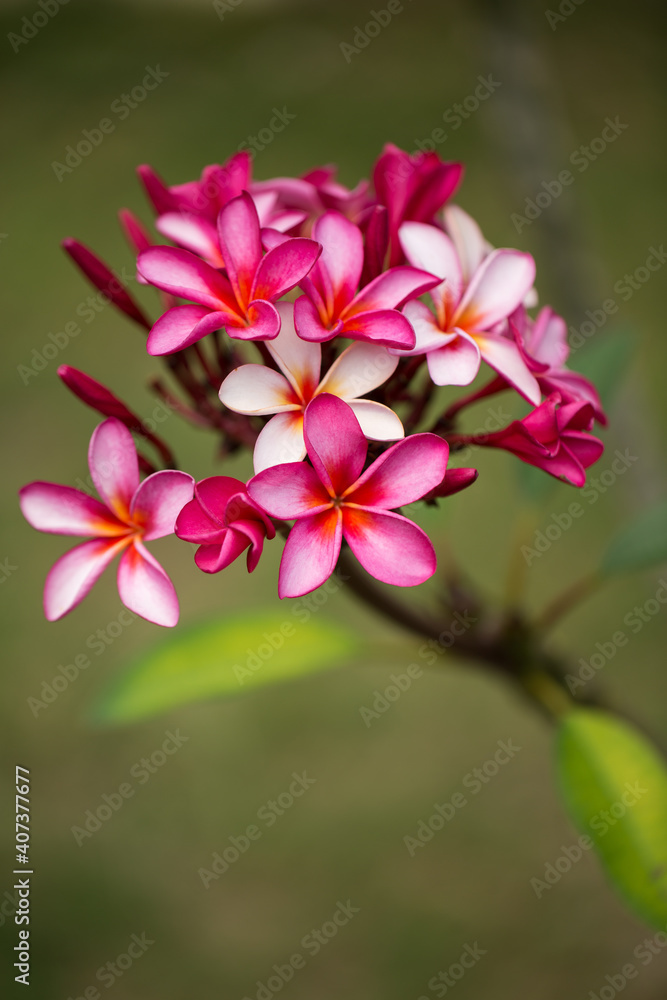 Pink plumeria on the plumeria tree, frangipani tropical flowers.