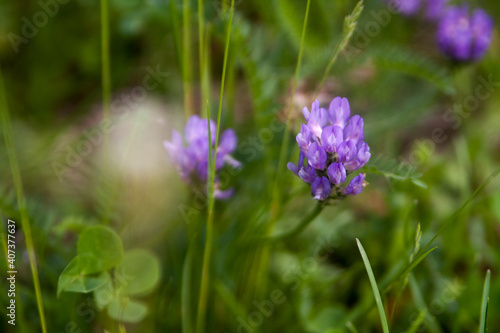 Floral summer background  soft focus. Blooming meadow porridge. Blurred background.