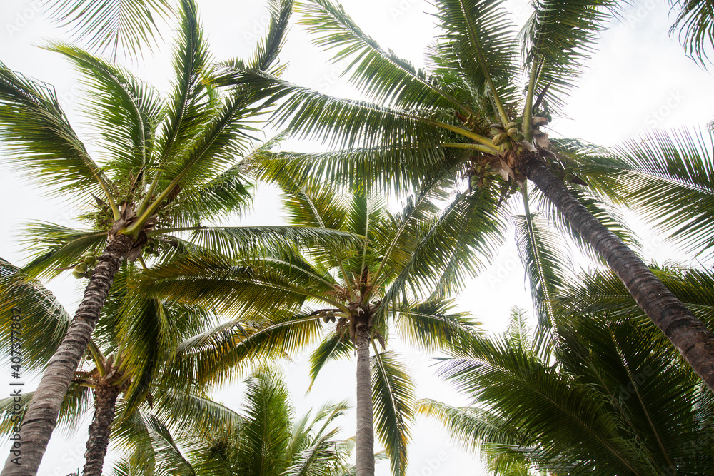 Palm trees on sky background Palm trees on sky background