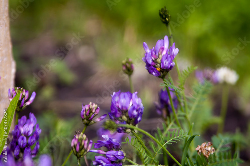 Floral summer background, soft focus. Blooming meadow porridge. Blurred background.