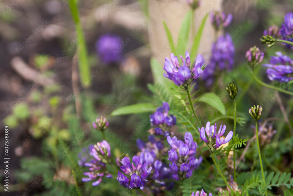 Fototapeta premium Floral summer background, soft focus. Blooming meadow porridge. Blurred background.