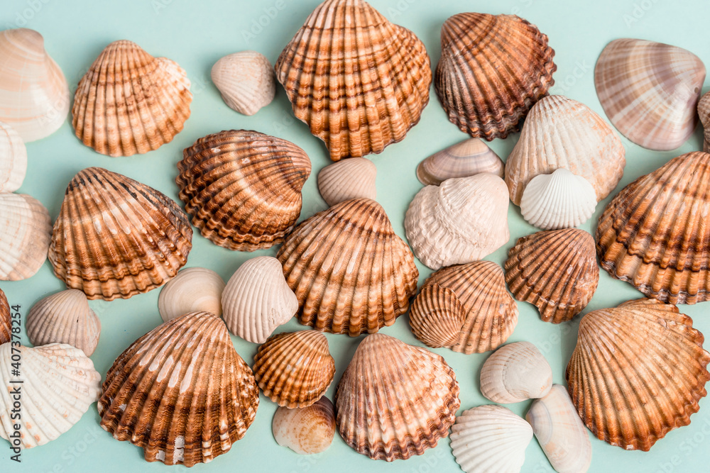Different seashells on a blue background, place for text