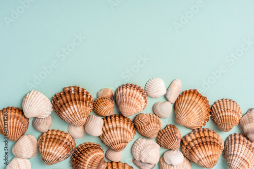 Different seashells on a blue background, place for text