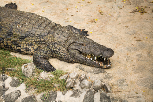 crocodiles © Artem Zakharov