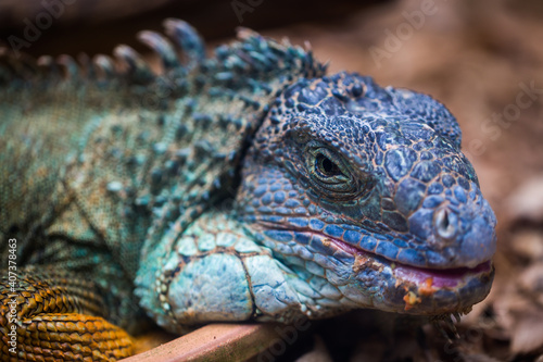 The blue iguana