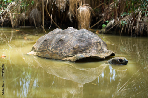 Big Seychelles turtle in a swamp.