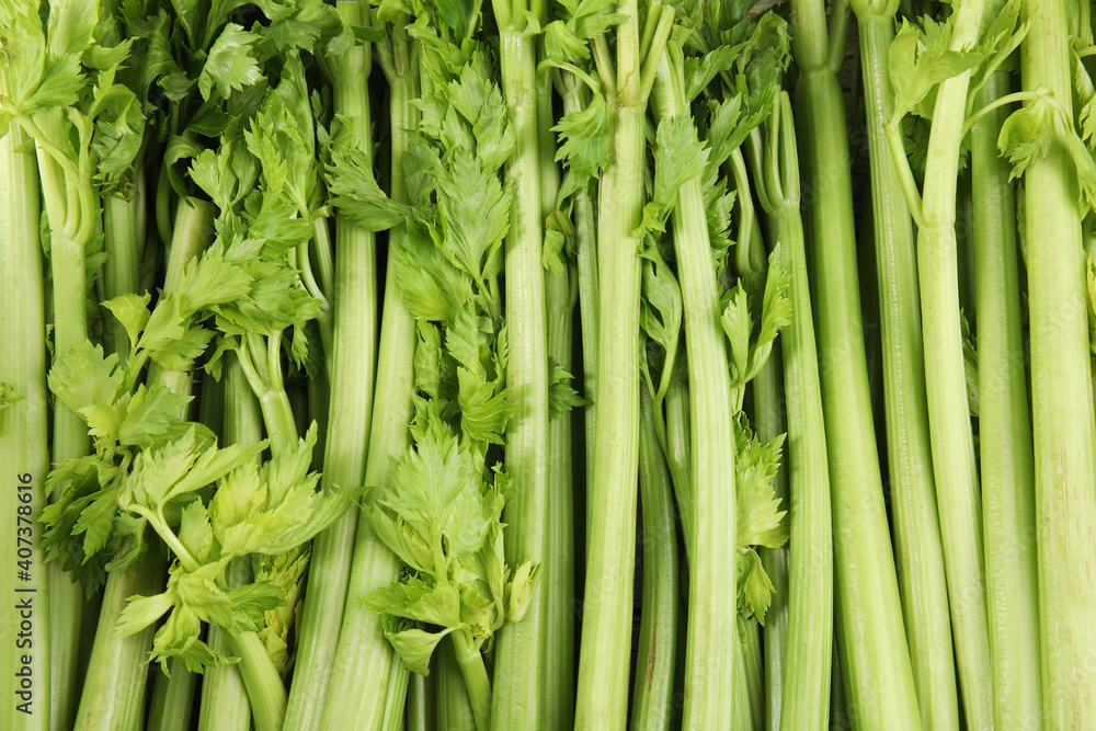 Fresh ripe green celery as background, closeup Fresh ripe green celery as background, closeup