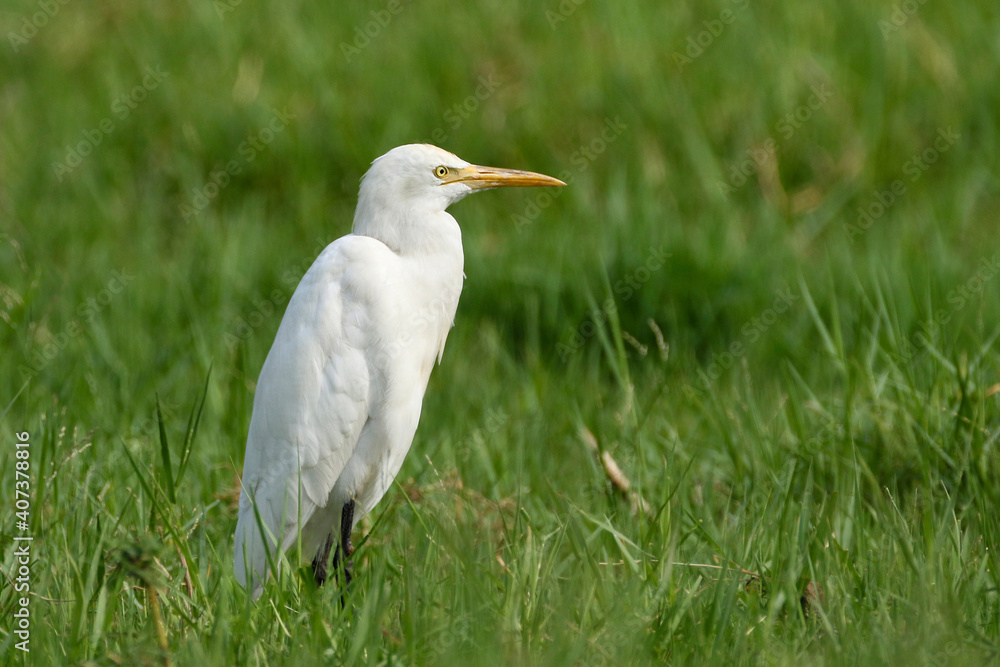 Cattle Egret (Bubulcus ibis) is a wetland bird of tropical area of Eastern Nepal. Cattle Egret (Bubulcus ibis) is a wetland bird of tropical area of Eastern Nepal.