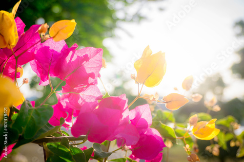 flowers in the garden