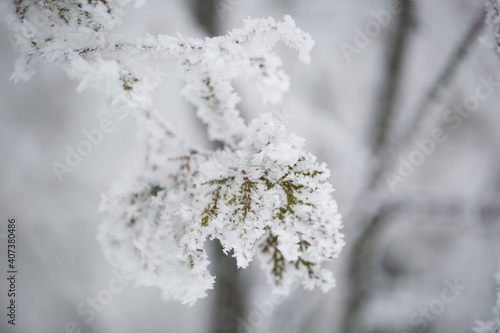 spruce in the snow. pine. © Artem Zakharov