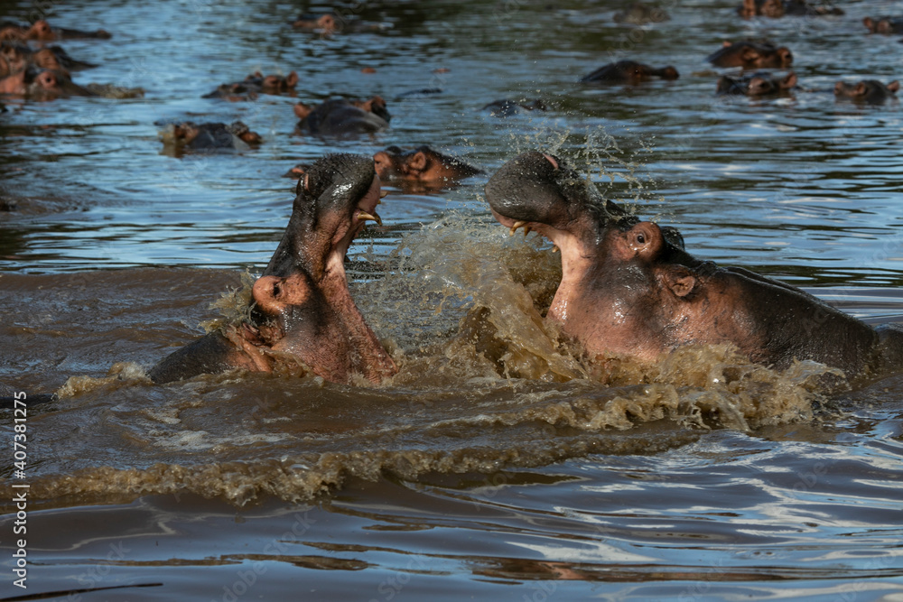 Hippos in Grumeti River of Serengeti National Park, Tanzania, East Africa... Hippos in Grumeti River of Serengeti National Park, Tanzania, East Africa...