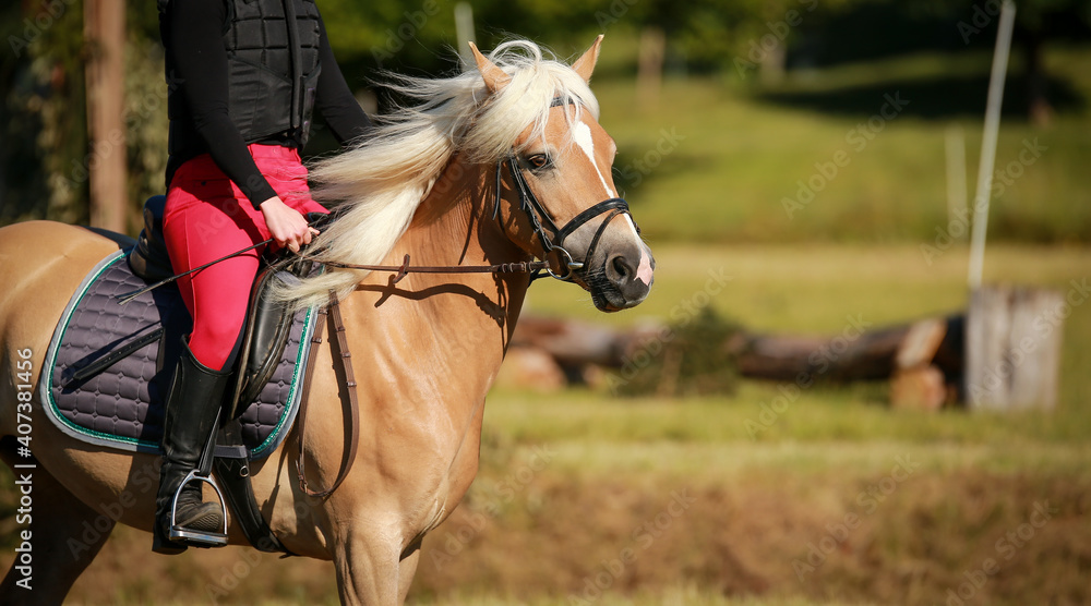 Obraz premium Horse Haflinger with rider, close-up head, galloping in eventing training..