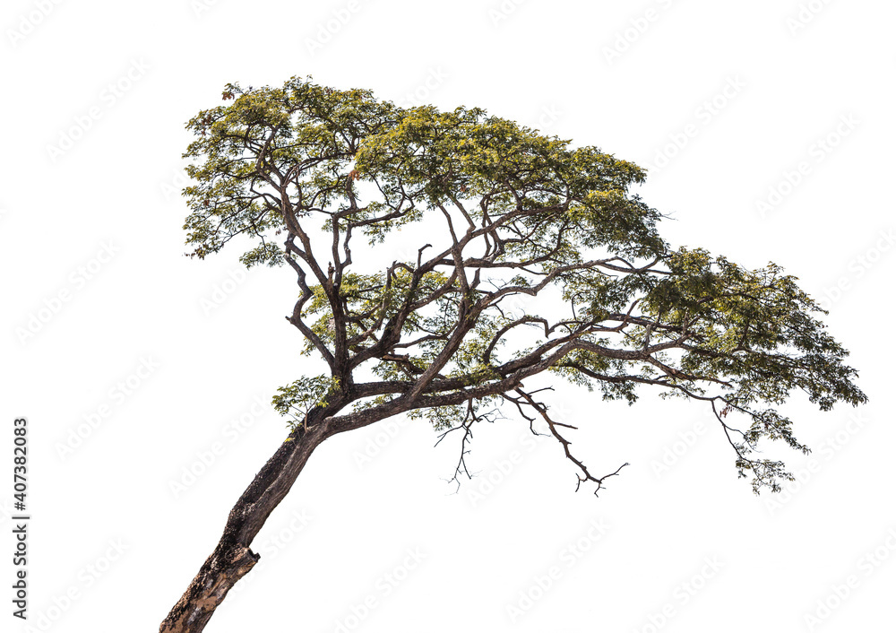 Fototapeta premium A tree has a trunk that is tilted to one side and a white backdrop.