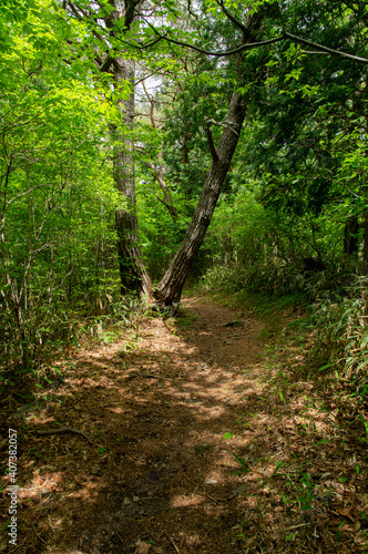 新緑の森の中を歩く © rai