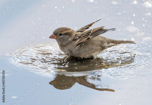 The house sparrow  Passer domesticus  is a bird of the sparrow family Passeridae  found in most parts of the world.