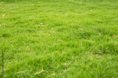 Natural green grass with tree and skye view sport background texture concept.