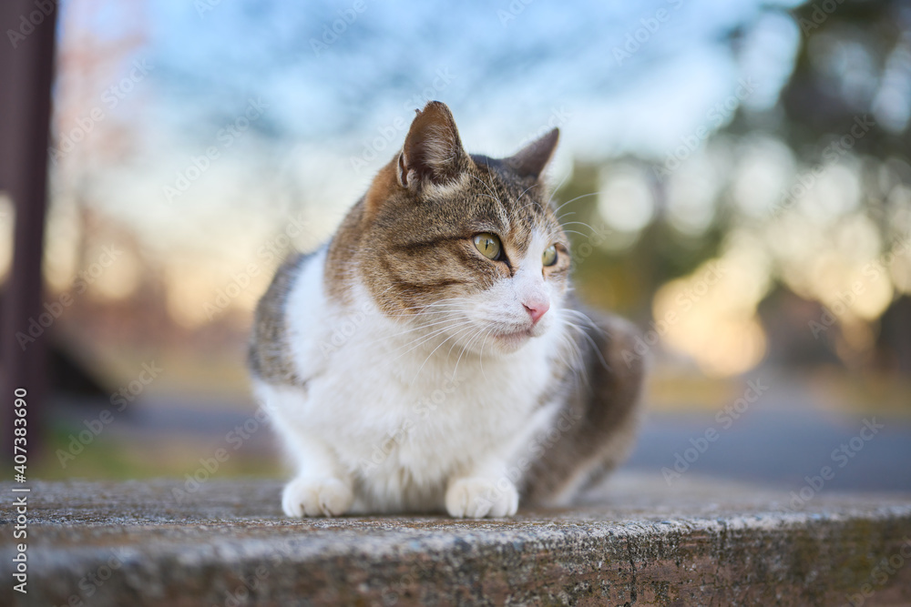 Obraz premium 夕方に公園のベンチの上に座っている野良猫のアップ