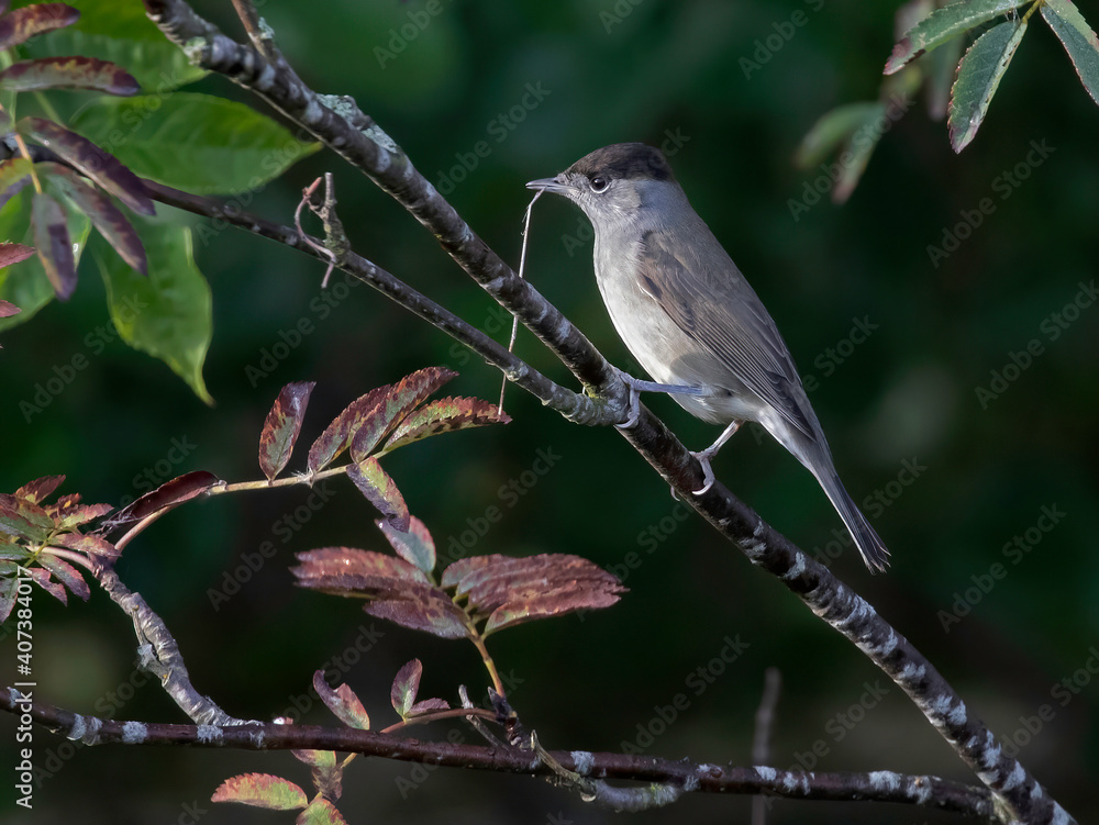 378 / 5000.Översättningsresultat.The Eurasian blackcap (Sylvia atricapilla) usually known simply as the blackcap, is a common and widespread typical warbler.