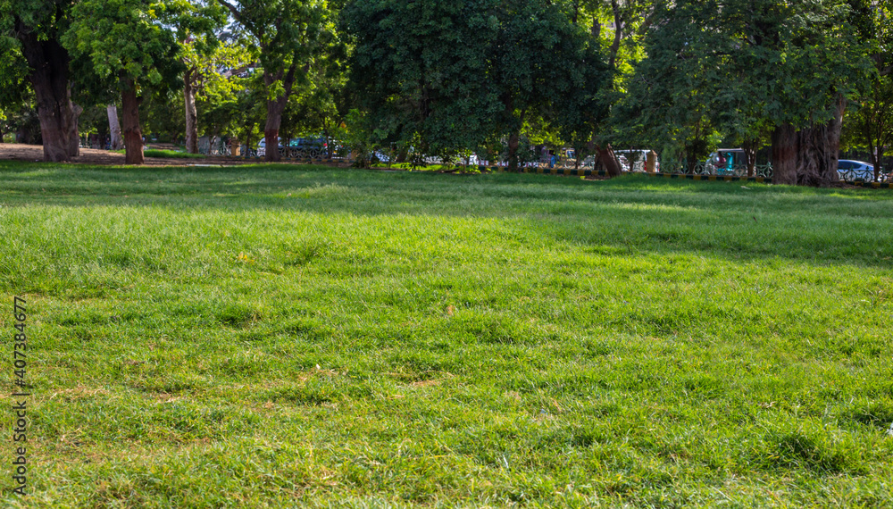 Obraz premium Natural green grass with tree and skye view sport background texture concept.