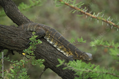 varan on the tree in kenya