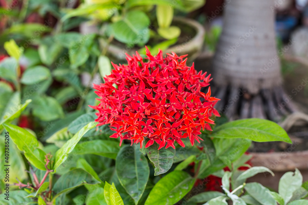 Close-up Plenty of vivid red lxora (spike) flowers and green leaf in garden.