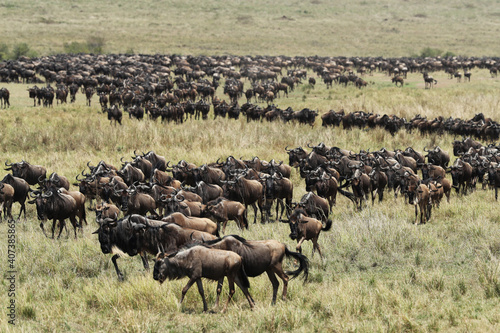 Herd of wildebeest in savannah in kenya © gi0572