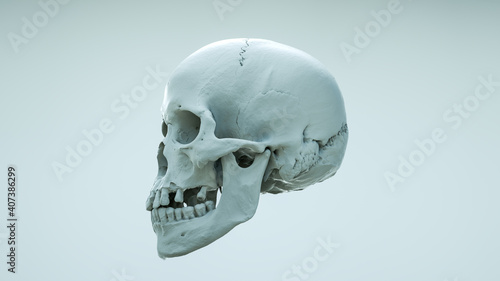 skull, human, head, face, 3d, appearance, bleak, bone, brain, clipping, cranium, dark, dead, death, decay, die, dying, evil, fallen, fear, finality, front, ghost, graveyard, grim, halloween, heal, hea