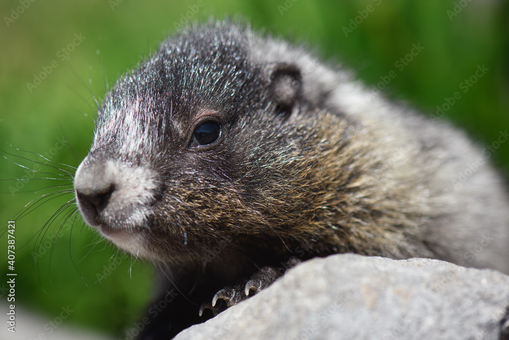 Naklejka premium Cute baby marmot rests in the summer sun on the Mount Baker, Washington
