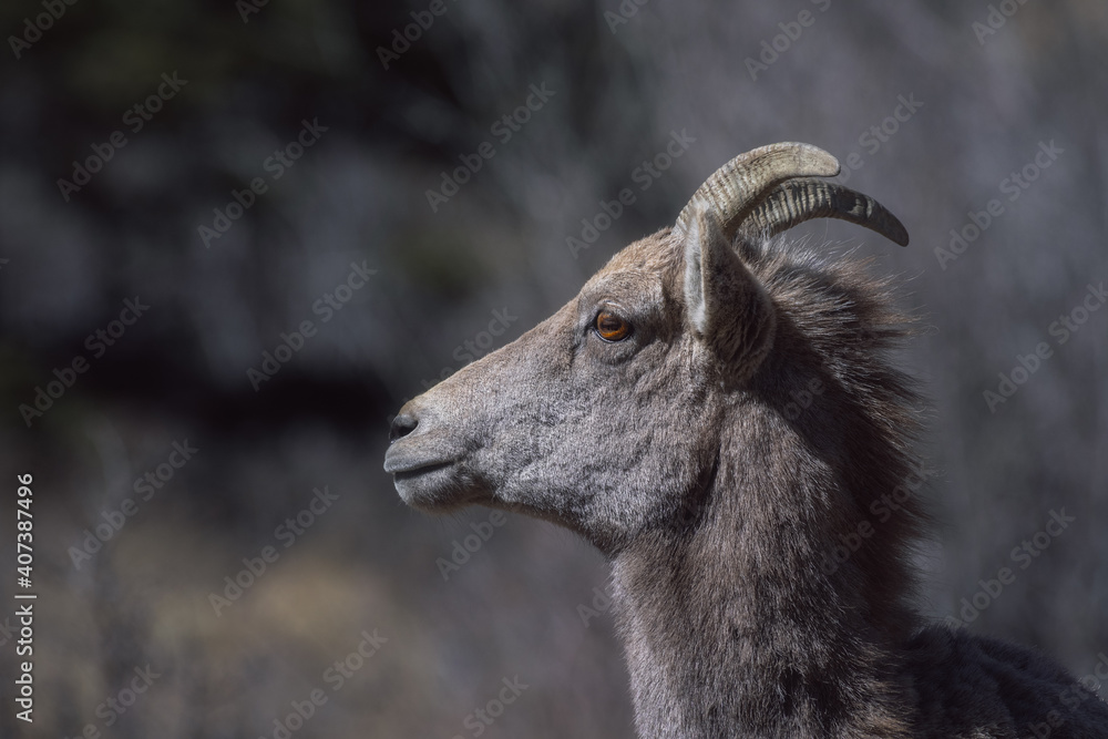 Bighorn sheep looks for food in the winter in the Rocky Mountains, Colorado
