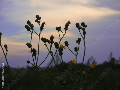 Close-up of a bush flower with yellow buds in a meadow among other flowers. Flowers at sunset in a natural environment.