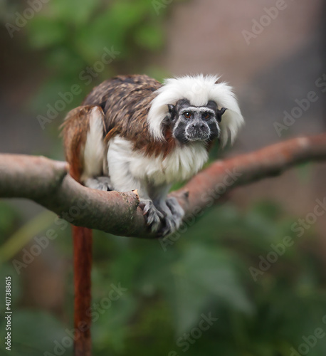 Canvas Print cotton-top tamarin, Saguinus oedipus - small New World monkey  sits on a branch