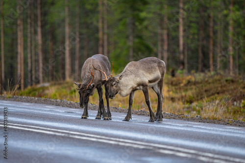 Reindeers crossing the street in Sweden