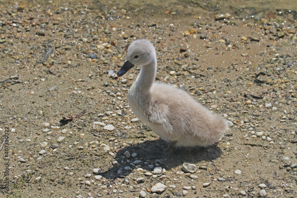 junger Schwan junger Schwan