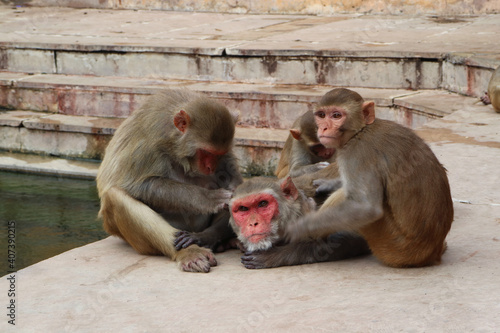 A group of monkeys inside Galtaji Hindu Temple or Monkey Temple near the city of Jaipur in Rajasthan, India.