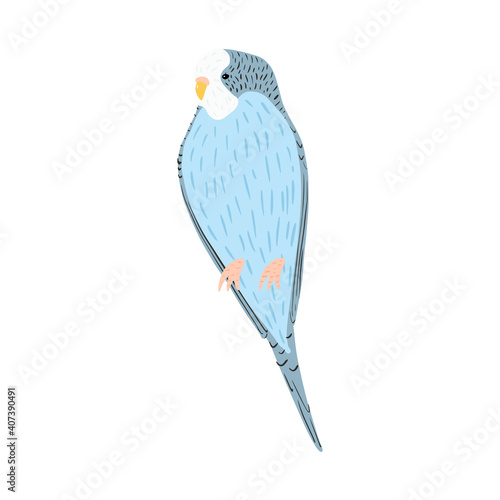 Blue budgie isolated on white background. Cute tropical character bird.