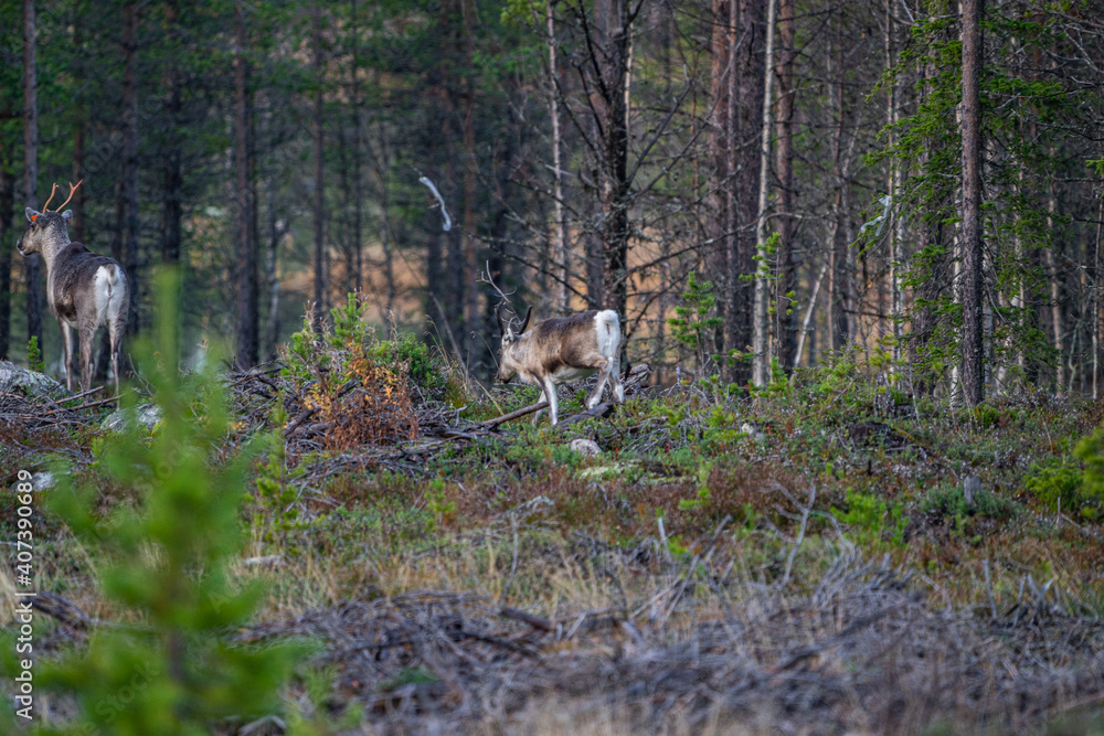 Single beautiful reindeer between trees in Sweden Single beautiful reindeer between trees in Sweden