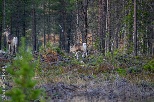 Single beautiful reindeer between trees in Sweden