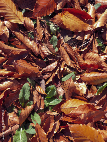 落ち葉にあたる朝の陽射し
