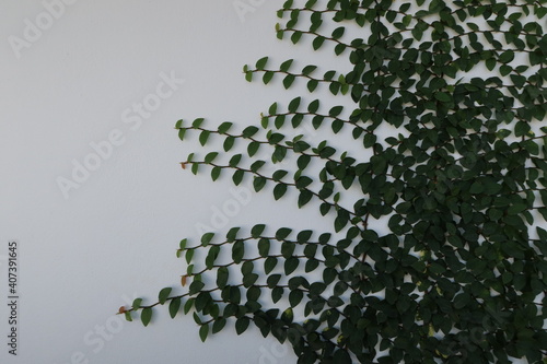 Climbing fig tree and white wall