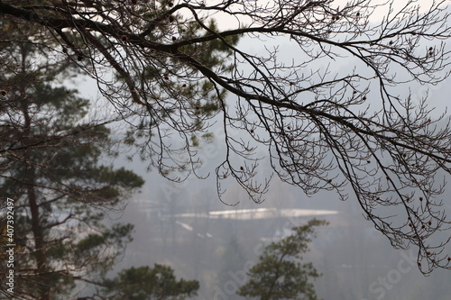 close up of branches and twigs in front of a foggy valley
