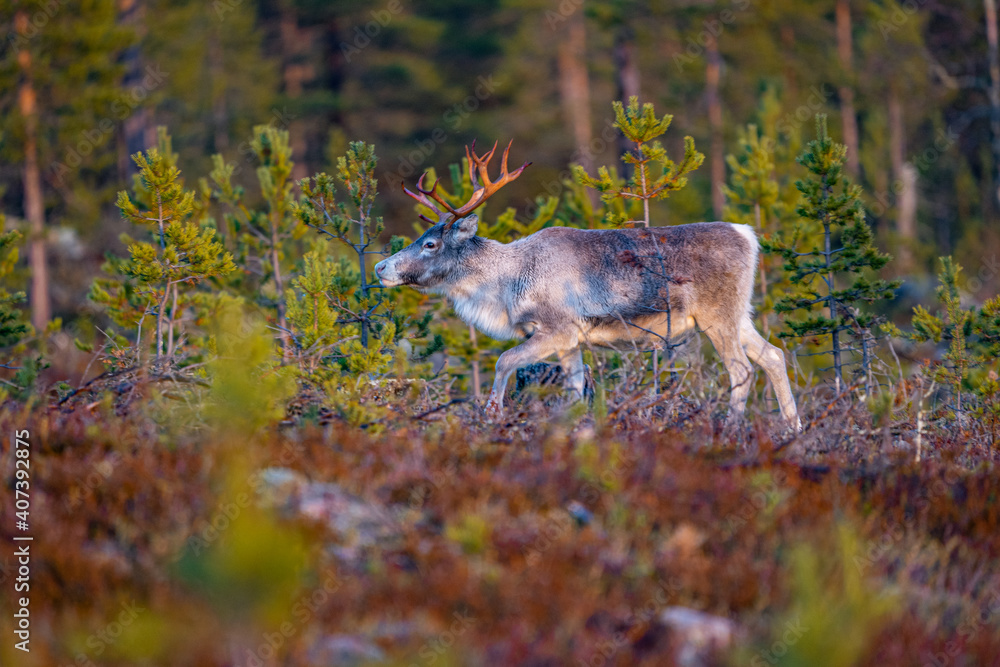 Fototapeta premium Single beautiful reindeer between trees in Sweden