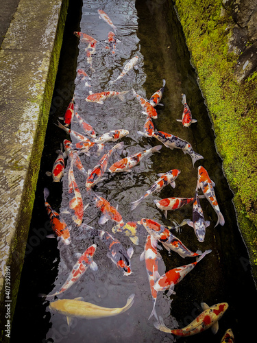 街の水路の色鮮やかな錦鯉