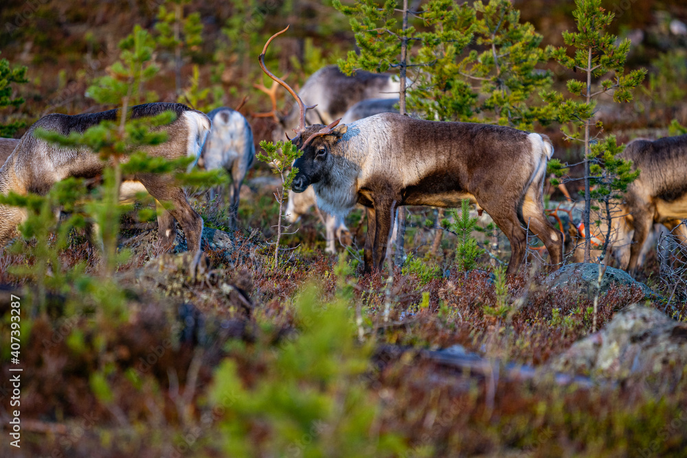 Eating reindeers between trees and stones in Sweden Eating reindeers between trees and stones in Sweden
