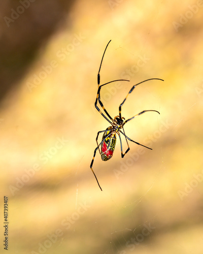 Close-up of a Japanese Joro spider moving across his web. Shallow DOF picture taken in Asia.